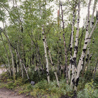 Aspen Trees, Colorado
